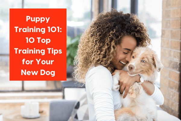 Training a Puppy 101: 10 Best Puppy Training Tips & Advice | Pupford