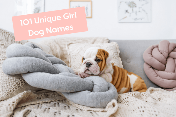 101+ Cute & Unique Girl Dog Names for Puppies in 2025 | Pupford