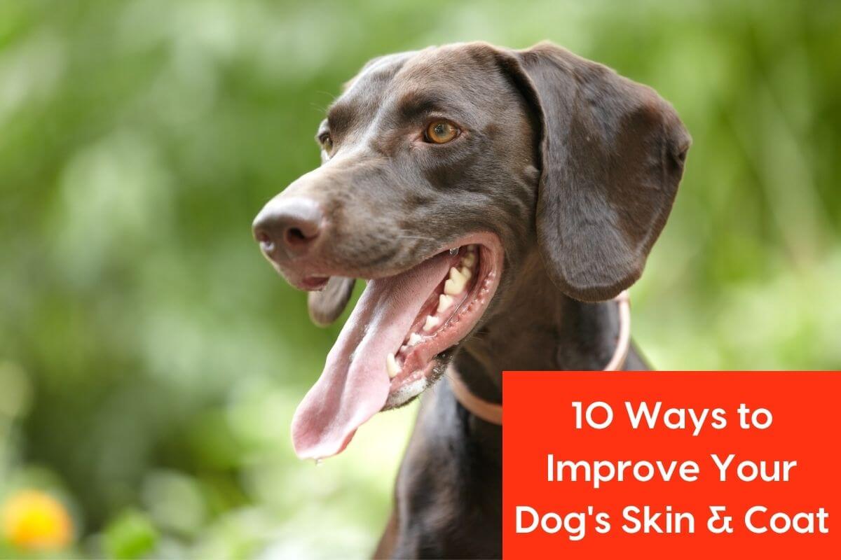 10 Ways to Improve Your Dog’s Skin and Coat: Supplements, Hygiene & Mo ...