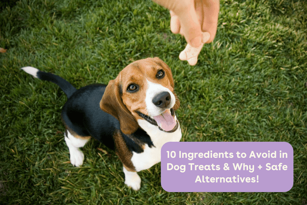 10 Ingredients to Avoid in Dog Food & Treats + Safe Alternatives | Pupford