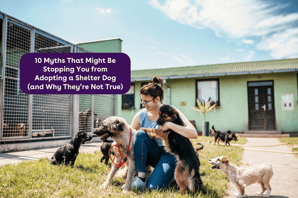 10 Myths That Might Be Stopping You from Adopting a Shelter Dog (and Why They’re Not True) | Pupford