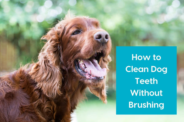 11 Effective & Easy Ways to Clean Dog Teeth Without Brushing | Pupford
