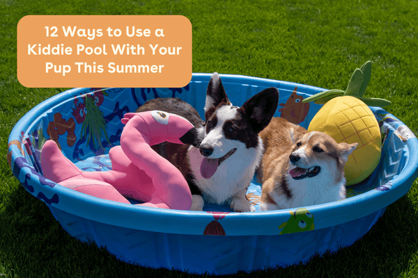 12 Ways to Use a Kiddie Pool With Your Pup This Summer | Pupford