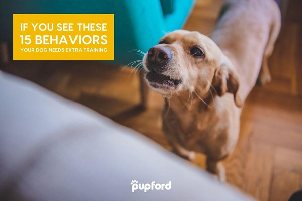 If You See These 15 Behaviors, Your Dog Needs Extra Training | Pupford