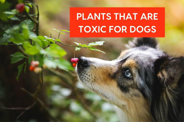 Plants That Are Toxic & Poisonous to Dogs: 15 Bad Plants + Safe Alternatives | Pupford
