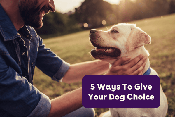 5 Ways to Give Your Dog Choices | Pupford