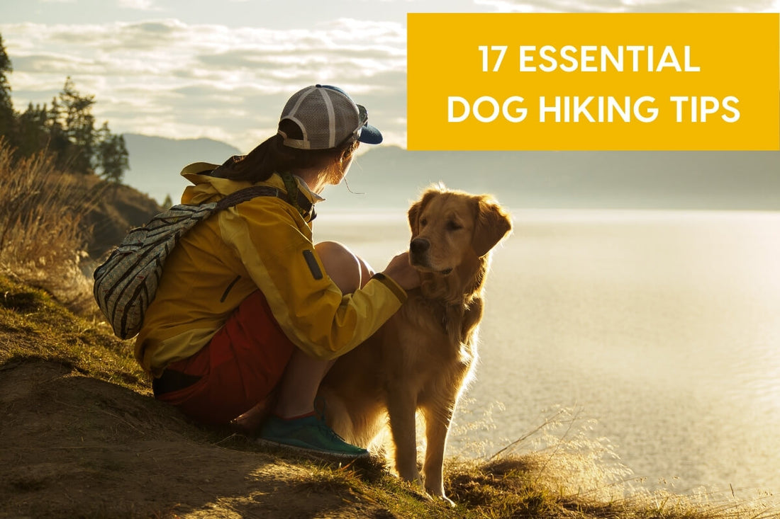 Hiking with Dogs: 17 Essential Tips [2025 Update] | Pupford