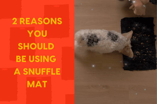 2 Reasons You Should Be Using a Snuffle Mat | Pupford