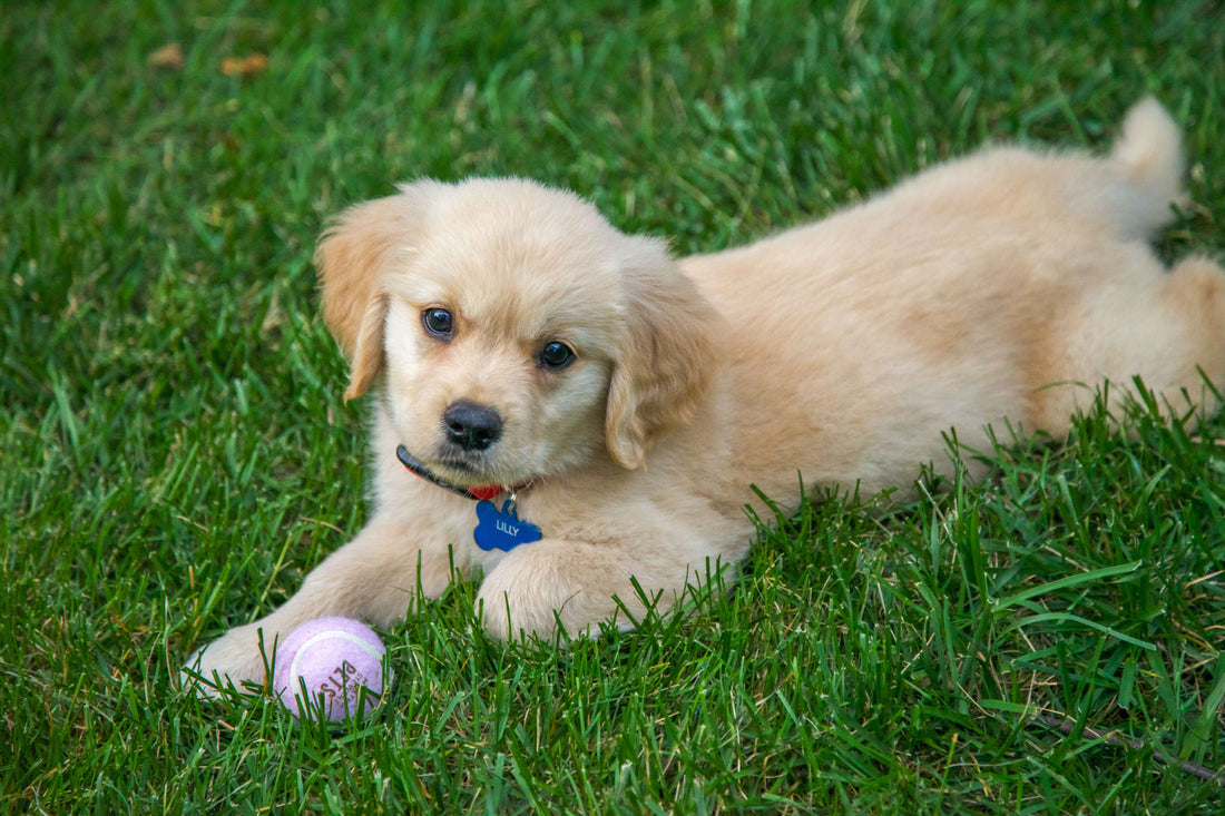 20 Fun Facts About Puppies | Pupford