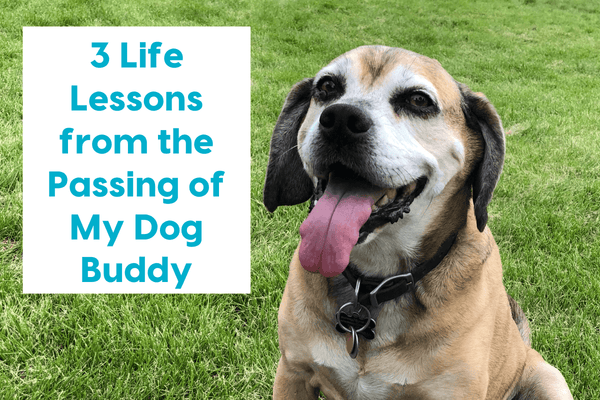 3 Life Lessons from the Passing of My Dog Buddy | Pupford