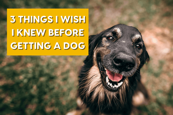 3 Things I Wish I Knew Before Getting a Dog | Pupford