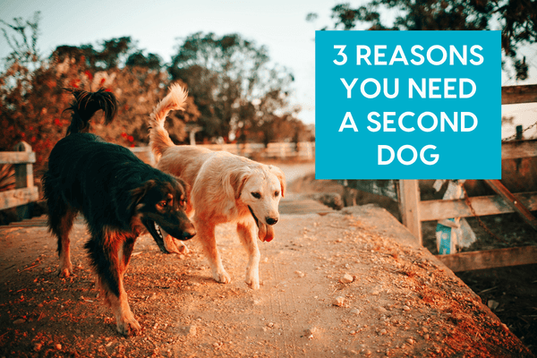 Should You Get a Second Dog? 3 Pros & Cons of Having Two Dogs | Pupford