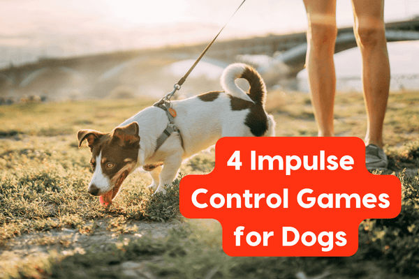 4 Impulse Control Games for Dogs + Daily Training Exercises | Pupford