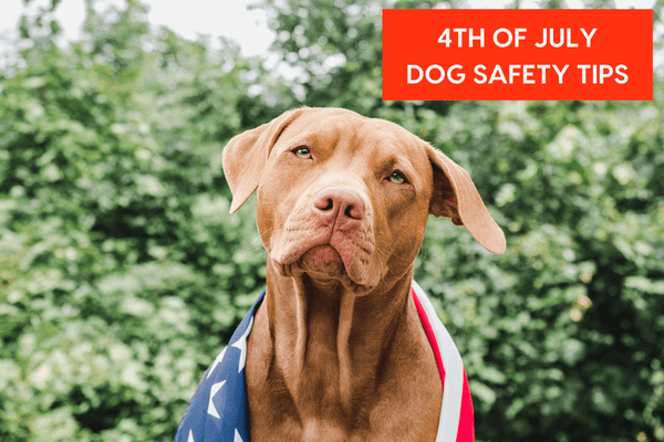 4th of July Dog Safety Tips: 10 Ways to Keep Your Dog Calm & Safe | Pupford