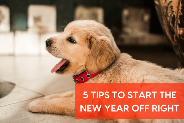 New Year New Pup: 5 Tips to Start the New Year Off Right | Pupford