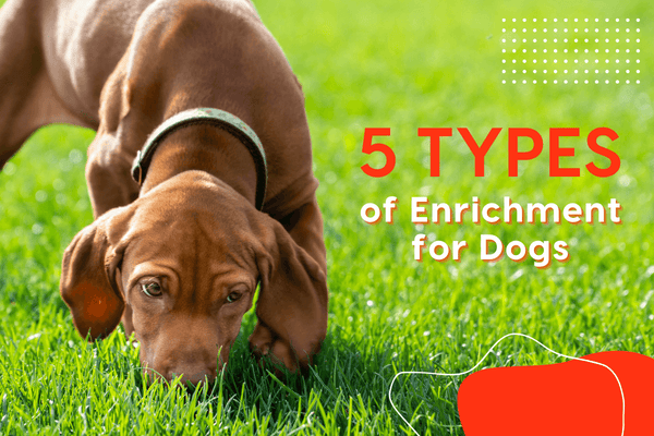 5 Types of Enrichment for Dogs with Examples | Pupford