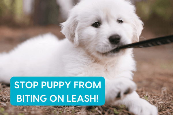 Dog Biting on Leash? Learn How to Stop Your Puppy from Biting the Leash | Pupford