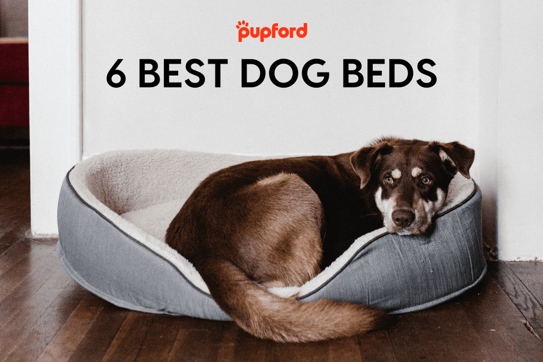 6 Best Dog Beds - Hint: Big Barker, Here's Why | Pupford