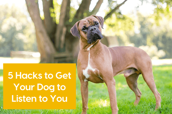 5 Hacks to Get Your Dog (or Puppy) to Listen to You | Pupford
