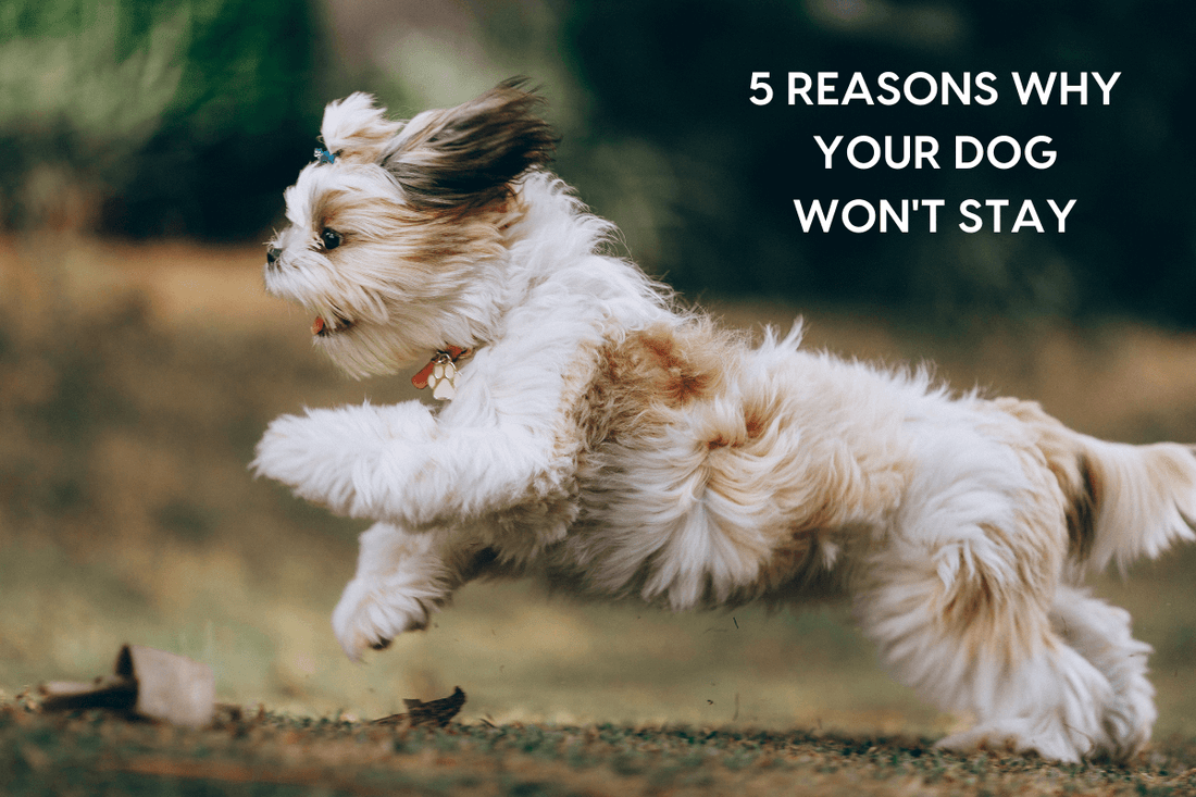 5 Reasons Your Dog Doesn't Stay + How to Train Dog to Stay | Pupford