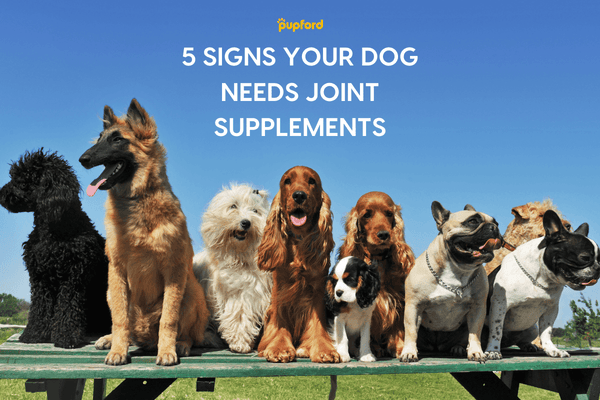 5 Signs Your Dog Needs Joint Supplements | Pupford