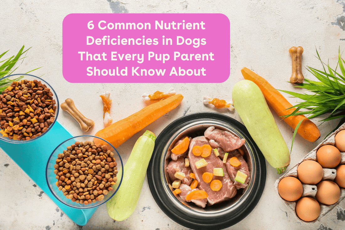 6 Nutrient & Vitamin Deficiencies in Dogs + Symptoms to Look For | Pupford