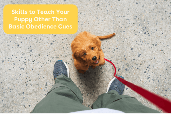 6 Skills to Teach Your Puppy Other Than Basic Obedience Cues | Pupford