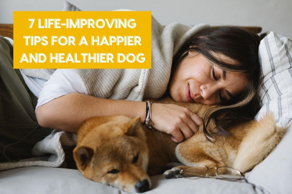 7 Life Improving Tips for A Healthier, Happier Dog | Pupford