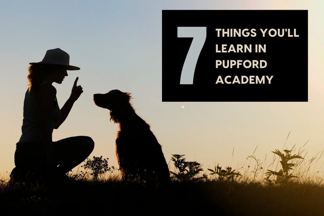 7 Things You'll Learn in Pupford Academy | Pupford
