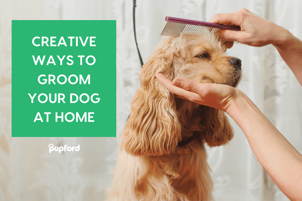 7 Creative Ways to Groom Your Dog at Home | Pupford