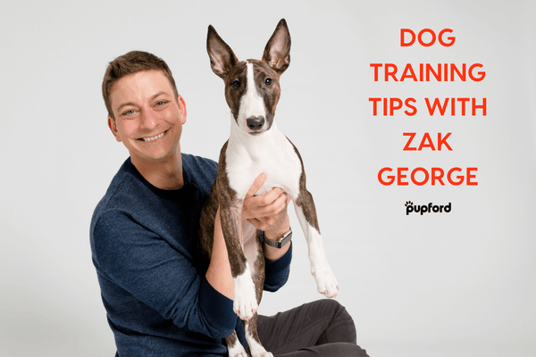 Dog Training Tips with Zak George: 7 Must-Do Training Hacks | Pupford