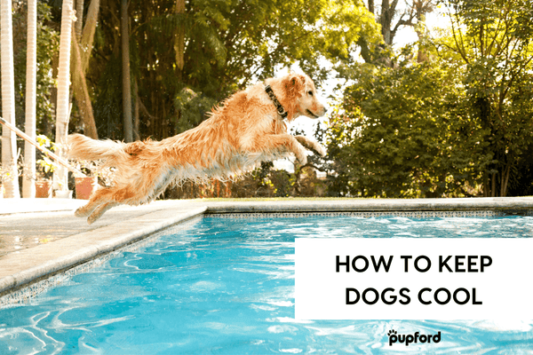 7 Hacks to Keep Dogs Cool in Summer Heat [2025 Update] | Pupford