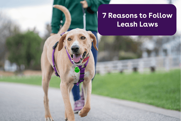 7 Reasons to Follow Leash Laws | Pupford