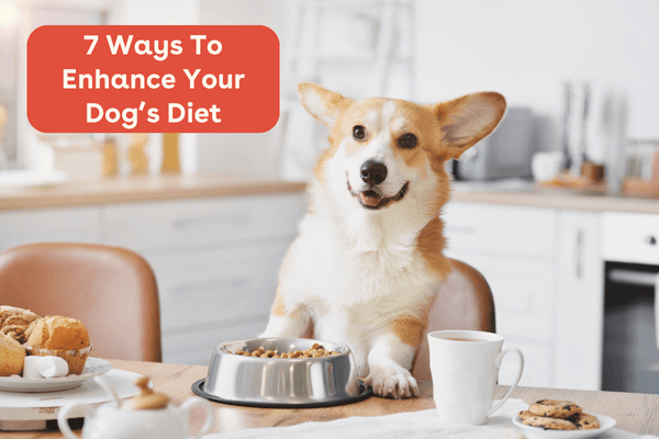 7 Ways To Enhance Your Dog’s Diet | Pupford