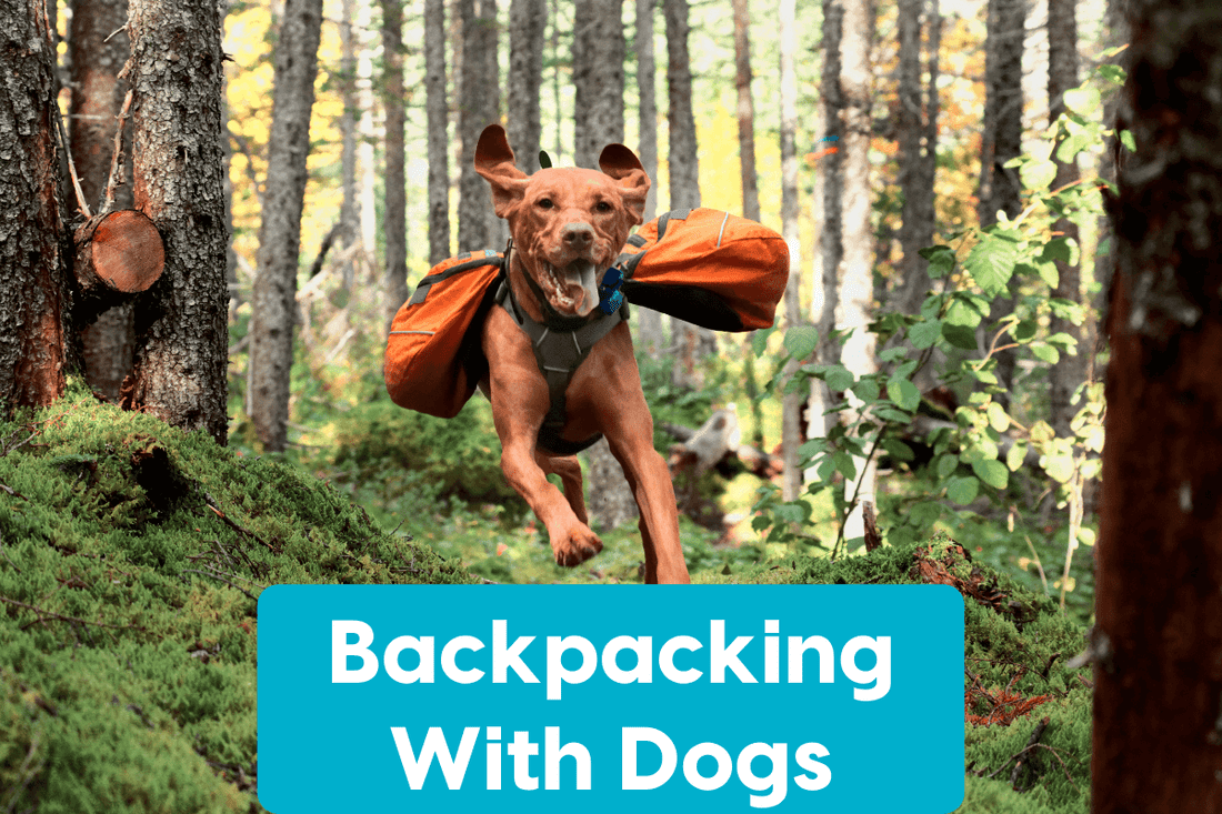 Backpacking With Dogs: Tips, Packing List, Training & Locations | Pupford