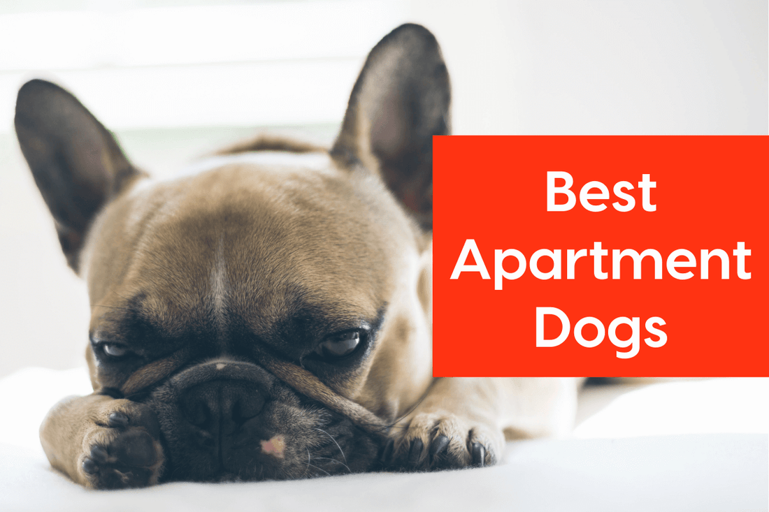 Best Apartment Dogs | Pupford