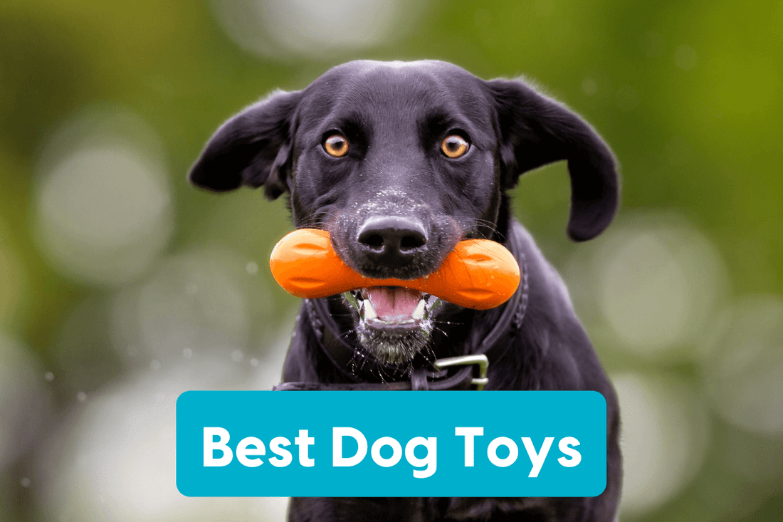 Best Dog Toys [Updated for 2025] | Pupford