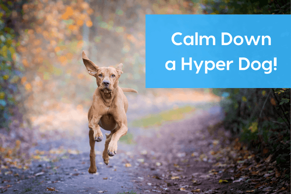 How to Calm Down a Hyper Dog! 5 Tips That Really Work | Pupford
