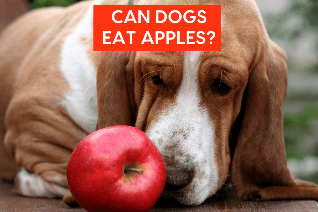 Can Dogs Eat Apples and Apple Sauce? | Pupford