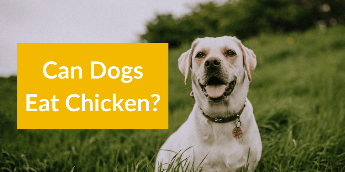 Can Dogs Eat Chicken? The Truth on Raw, Freeze Dried, Dehydrated & Cooked Chicken | Pupford