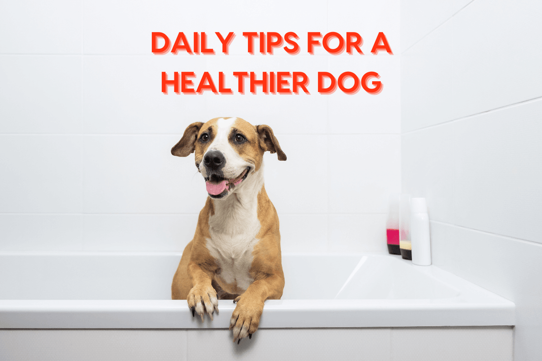 Dog Health Tips: Daily Routines for a Healthy Life | Pupford