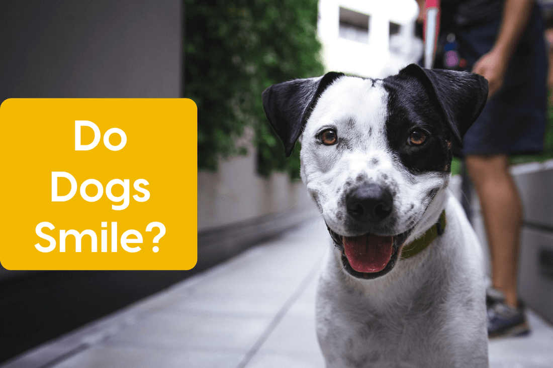 Do Dogs Smile? + How to Make a Dog Smile | Pupford