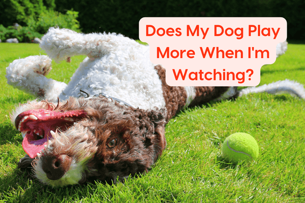 Does My Dog Play More When I'm Watching? | Pupford