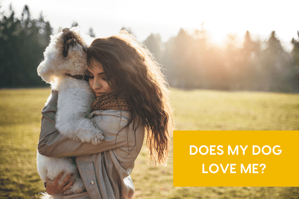Does My Dog Love Me? [quiz + article] | Pupford