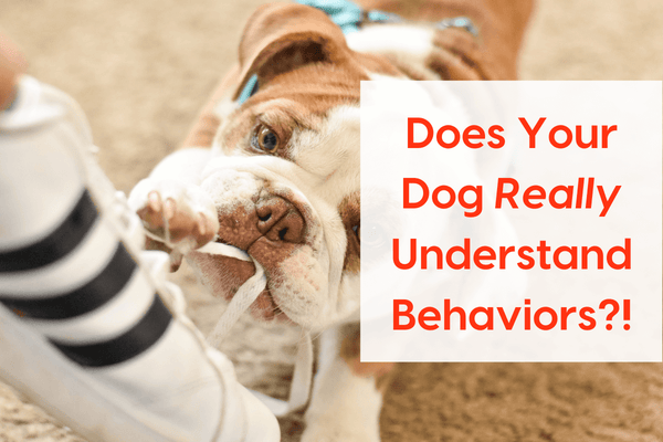Does Your Dog Really Understand Behaviors? | Pupford