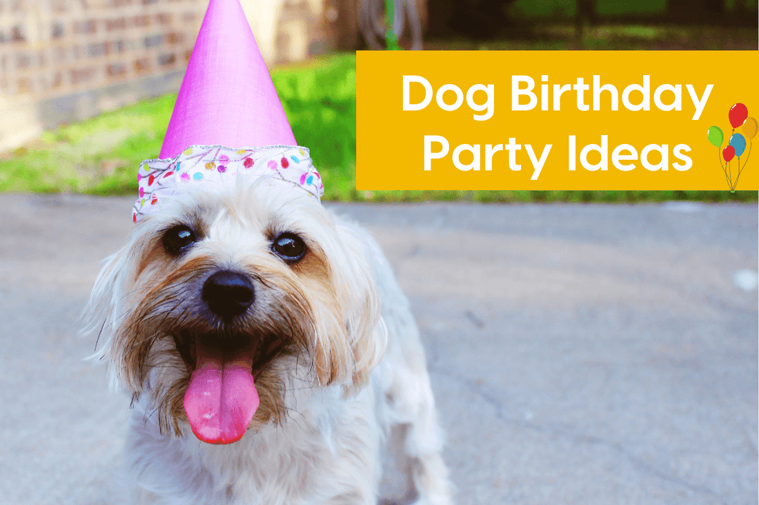 21 Dog Birthday Party Ideas, Activities & Themes | Pupford