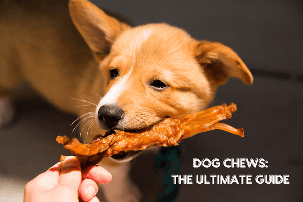 Dog Chews: The Ultimate Guide | Pupford