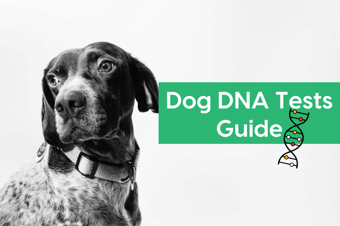 Best Dog DNA Tests, Cost, Accuracy & Comparison [2025 Update] | Pupford