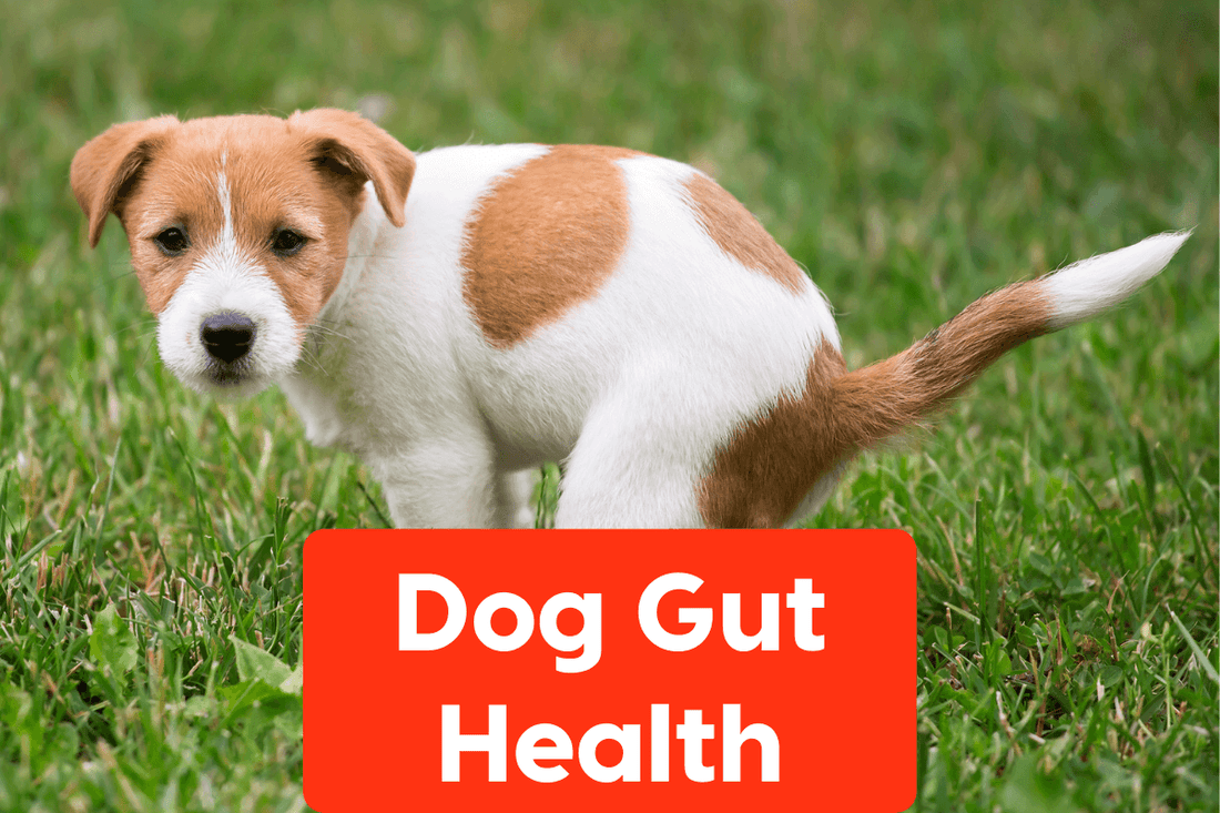 Dog Digestion and Gut Health: An Interview with Dr. Greg Sunvold PhD | Pupford