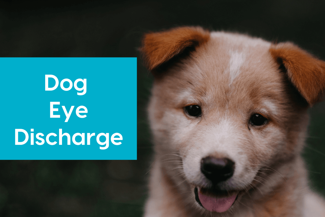 Dog Eye Boogers: Why, Prevention & How to Clean | Pupford